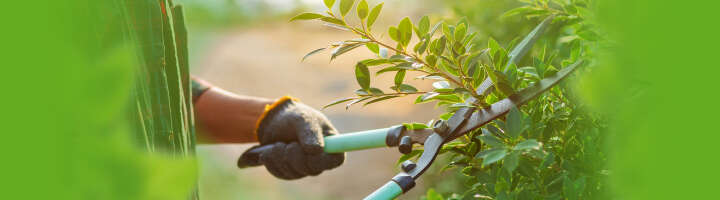 Eine Person schneidet mit einer Schaufel Pflanzen in einem Garten. Grüne Blätter im Fokus.